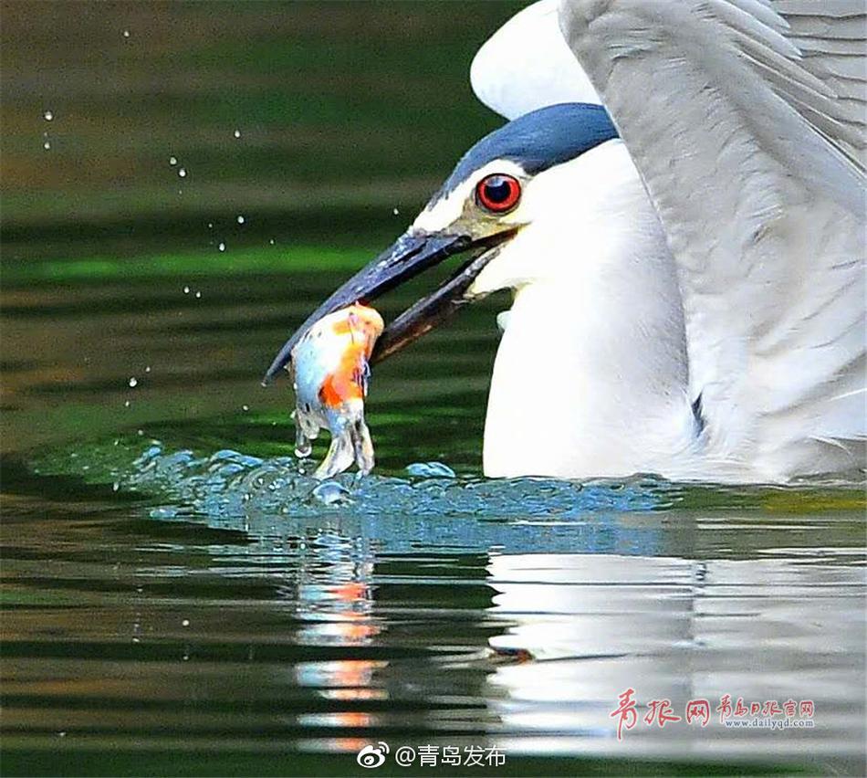 纳西妲裸体秘 无遮挡