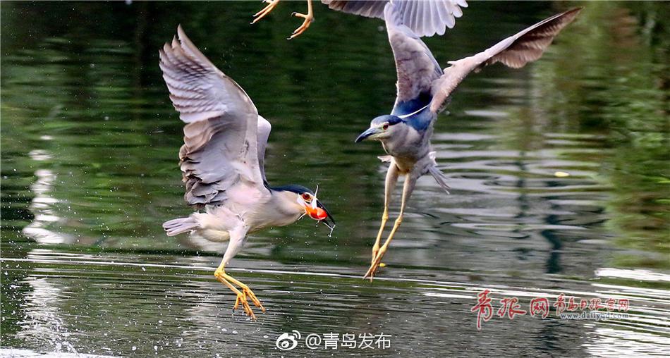 靠逼软件免费下载
