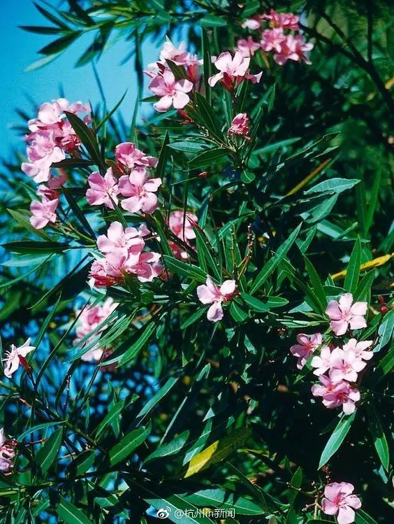 藏精阁