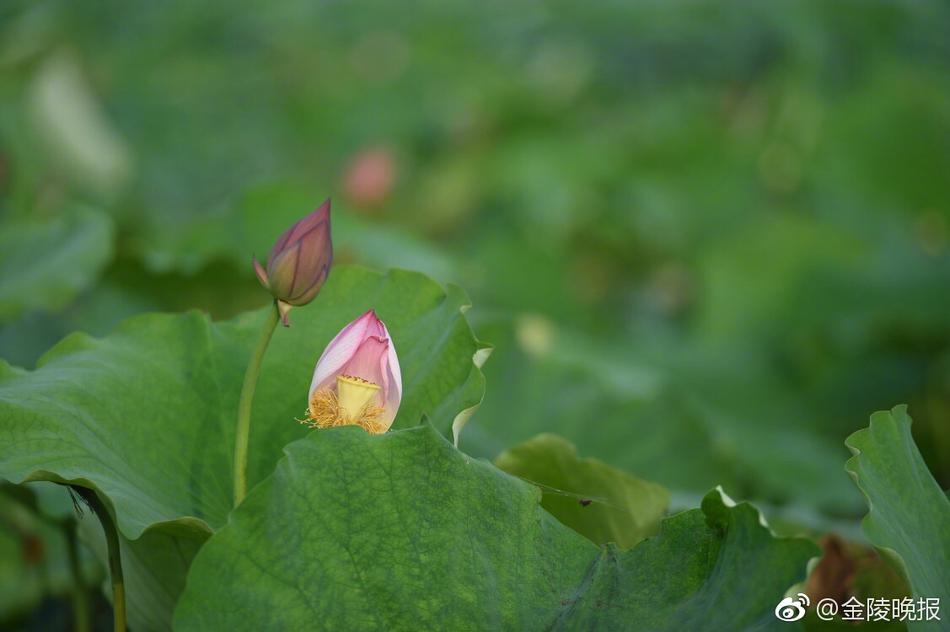 三级片免费无码二区