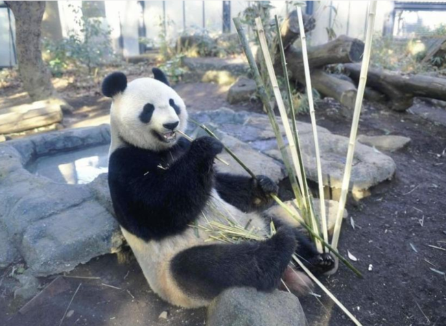 伦理少妇性Hd