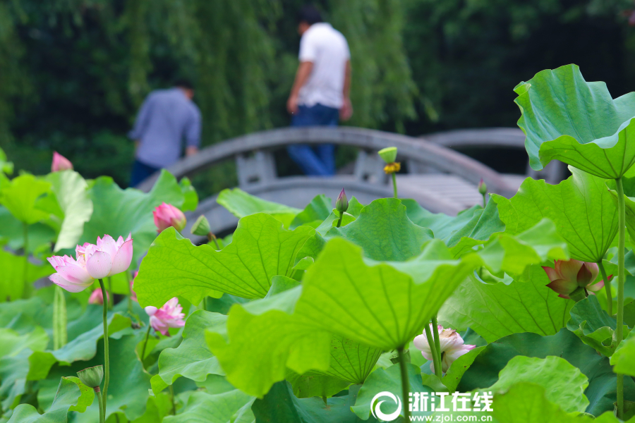 黄色的视频，潘金莲