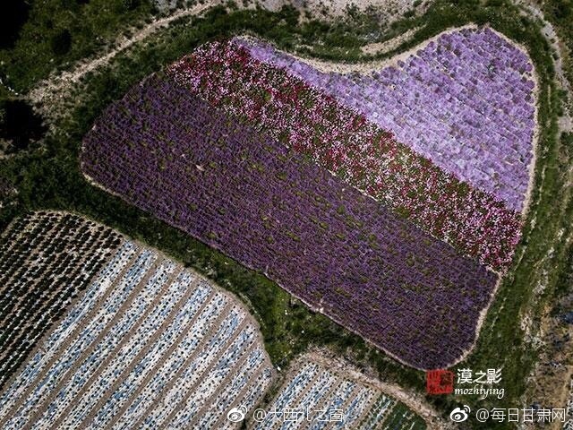 特黄黄色三极片