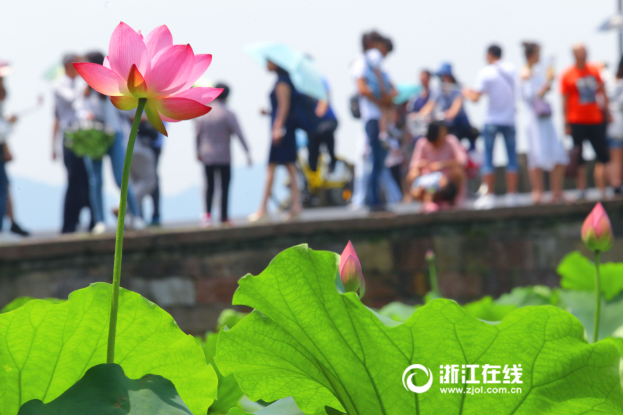 草莓视频色