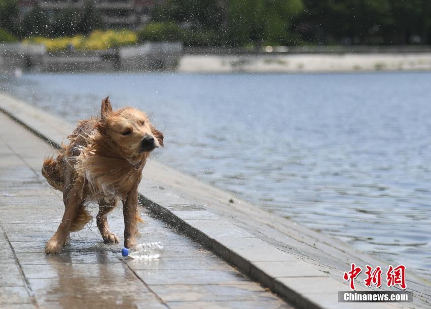 一级A毛片