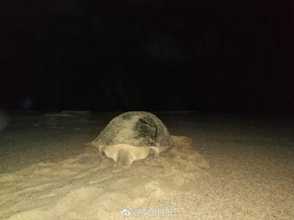 一级黄色录像影片夫妻性爱