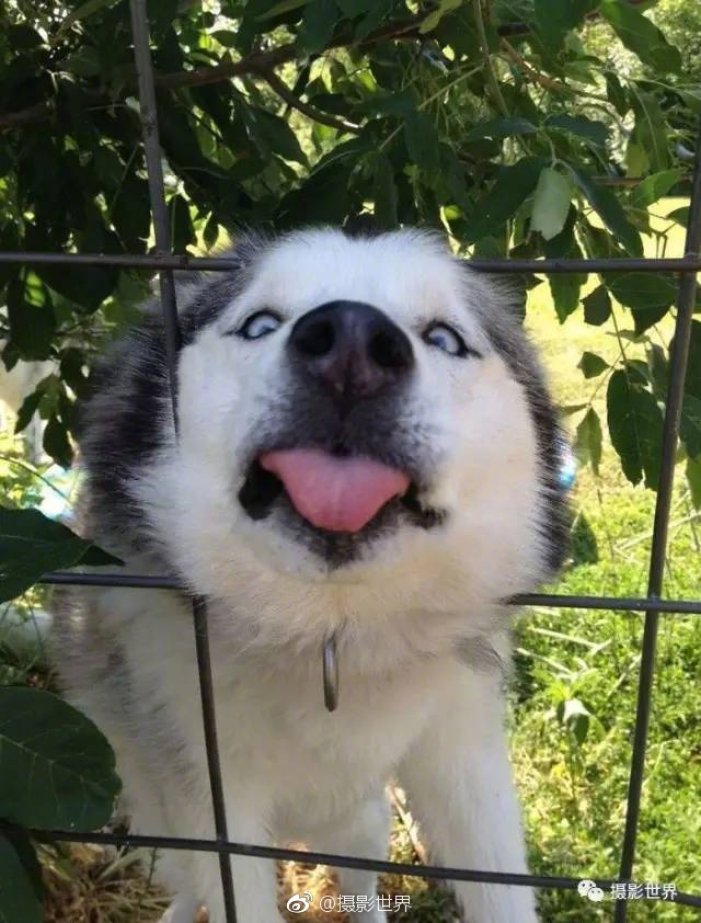疯狂动物城