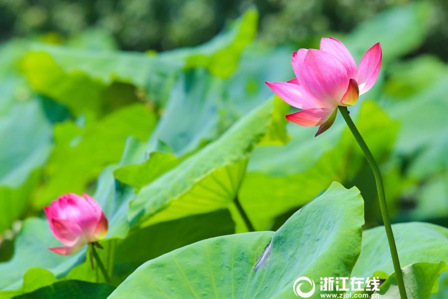 免费 的 色情 电影