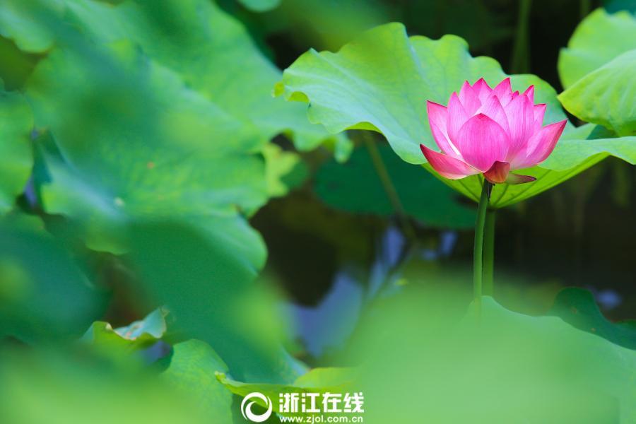 小学生自愈扣出桨的三个基本原则