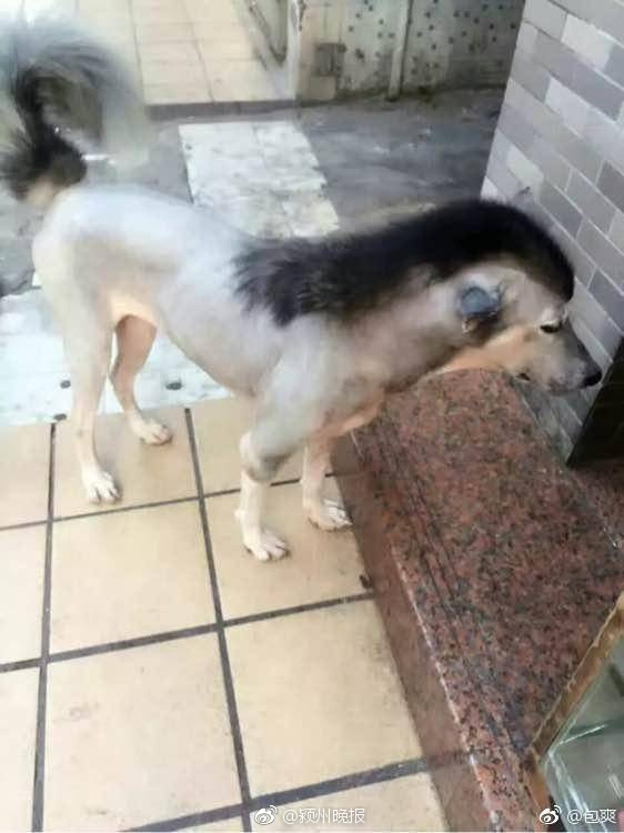 日本熟妇日逼