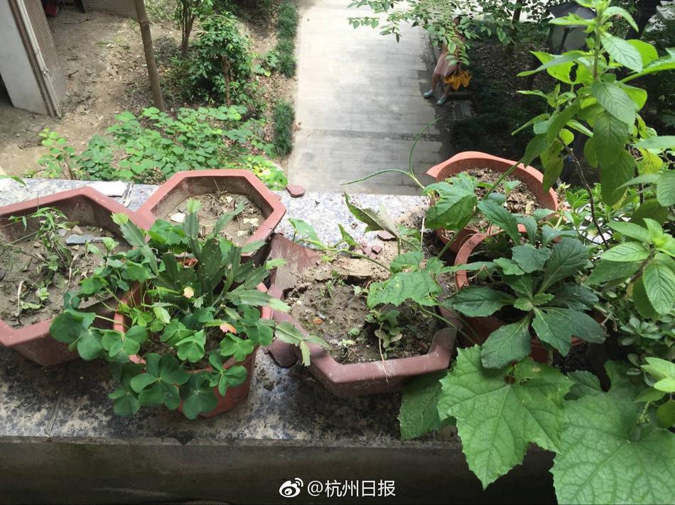 空姐 成人 视频