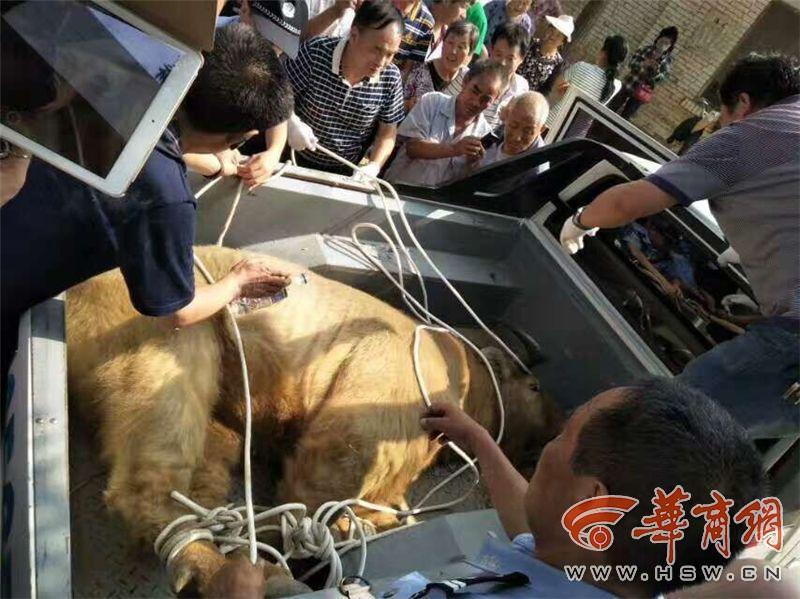 杨幂被调教成奶牛和女明星