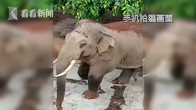 八重神子扒开胸罩 给男生看
