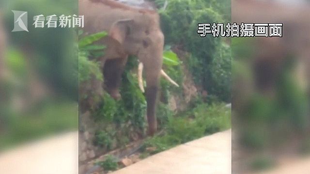 久操电影