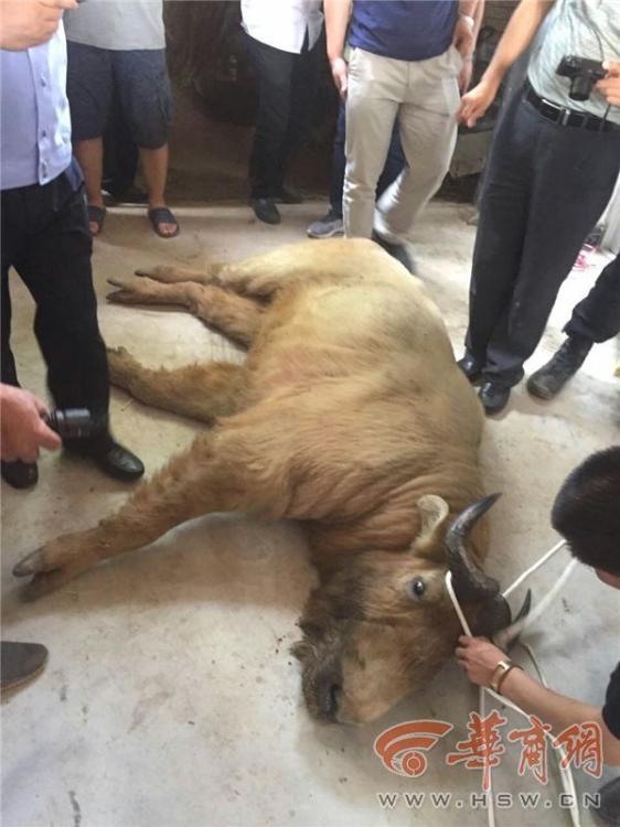 一极性爱无码视频
