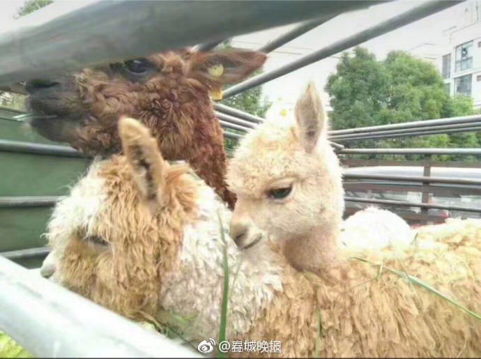 色多多网站