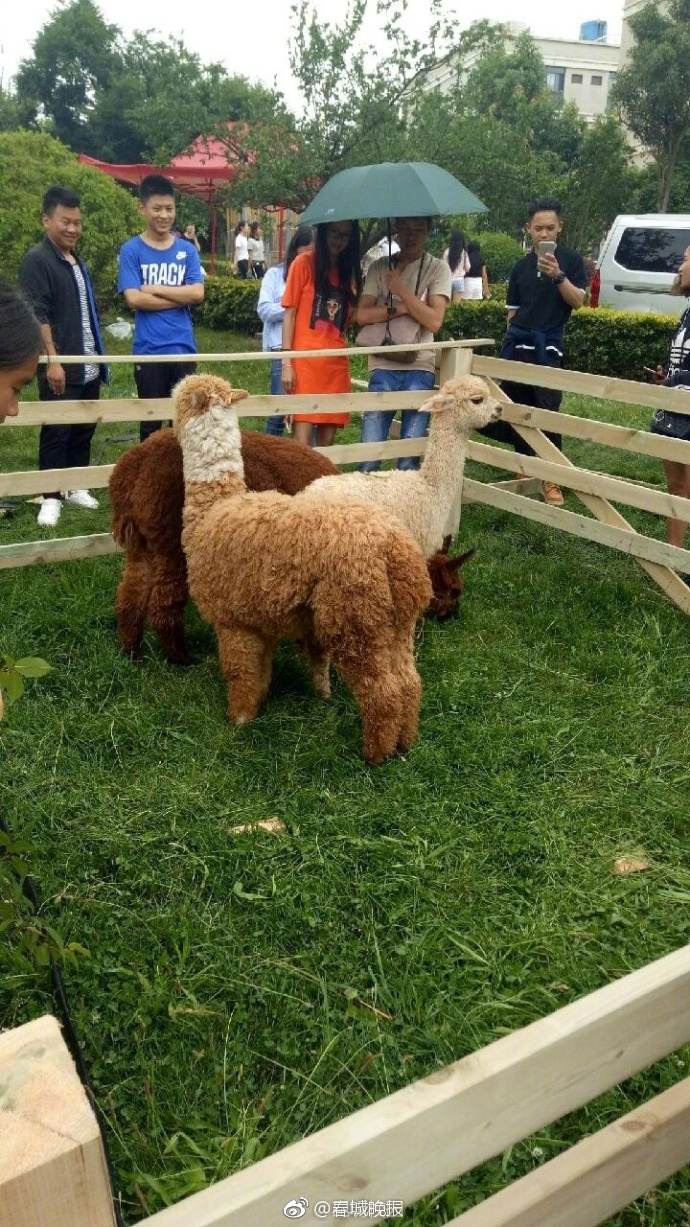 孕妇三级孕交片