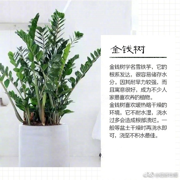 人妻自慰