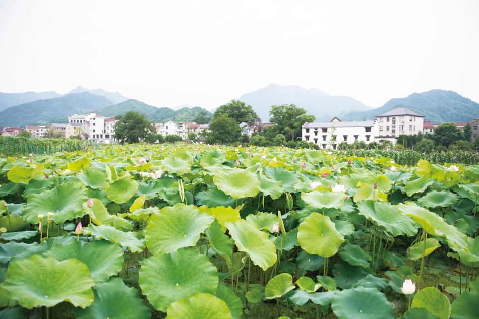 欧美老妇人性爱手机在线