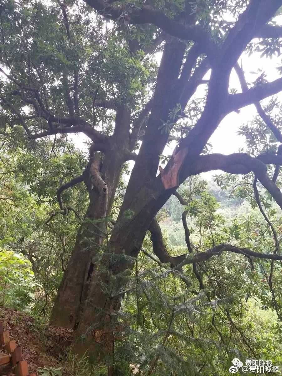 无码秘 人妻一区二区三