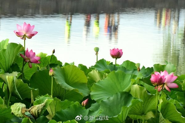 wc女厕撒尿tv女厕偷拍