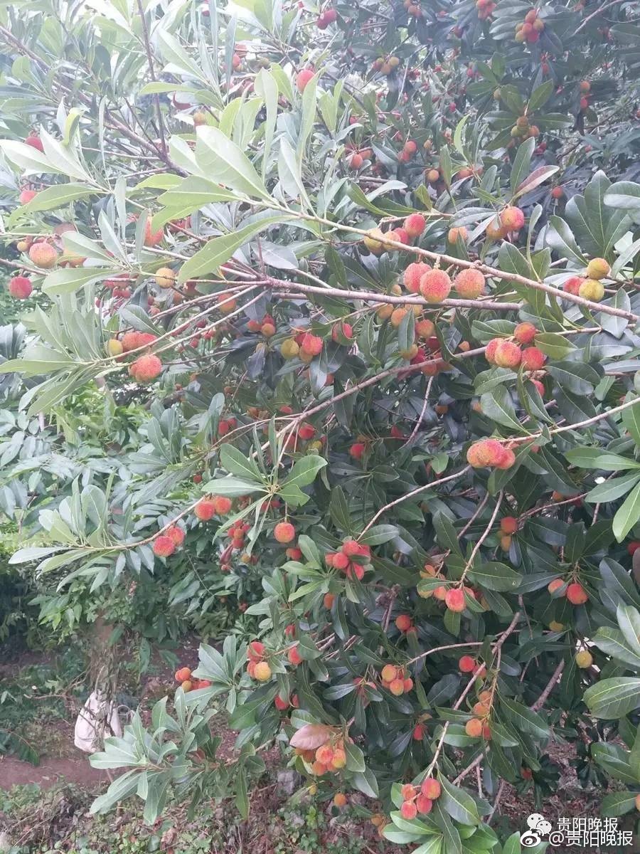 免费 看 色情 网站