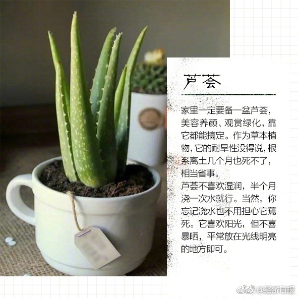 甘婷婷
