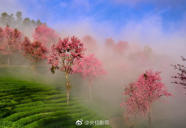 中国一级黄色视频