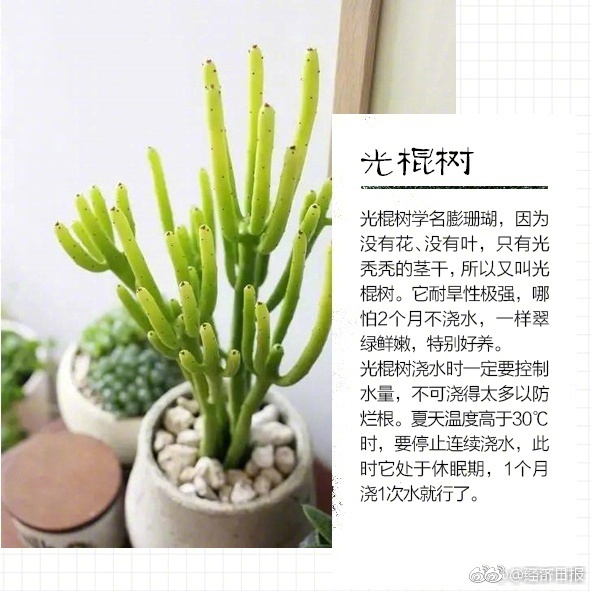 乌克兰美女三级片