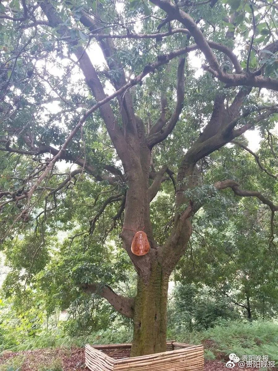 自拍视频人妻