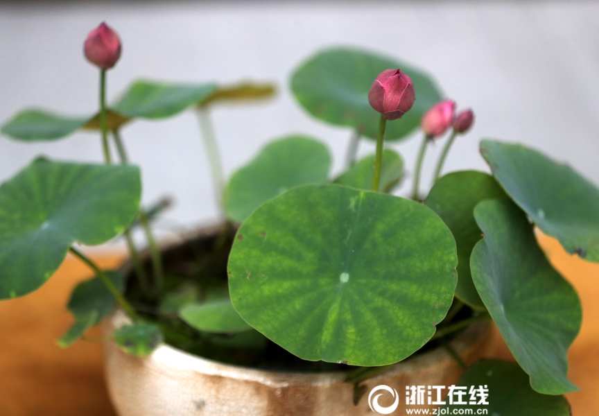 刘玥91精品一区二区三区黑狼人-契灵金乌玩法攻略 5