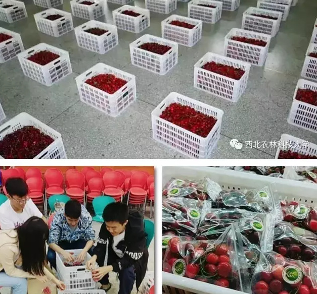 午夜理伦