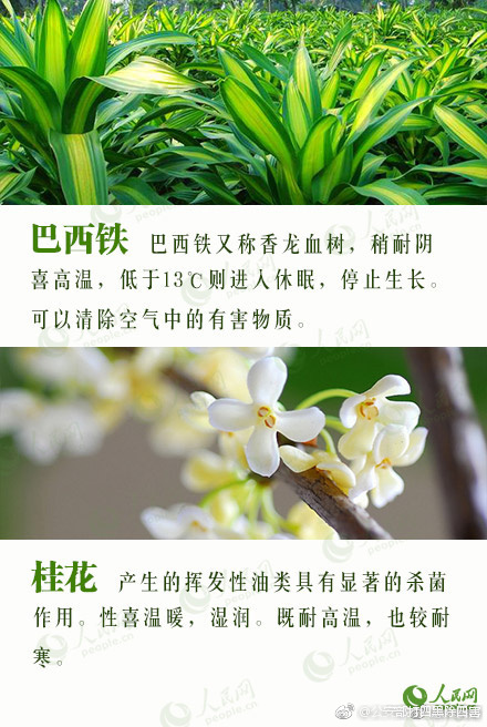 無修正