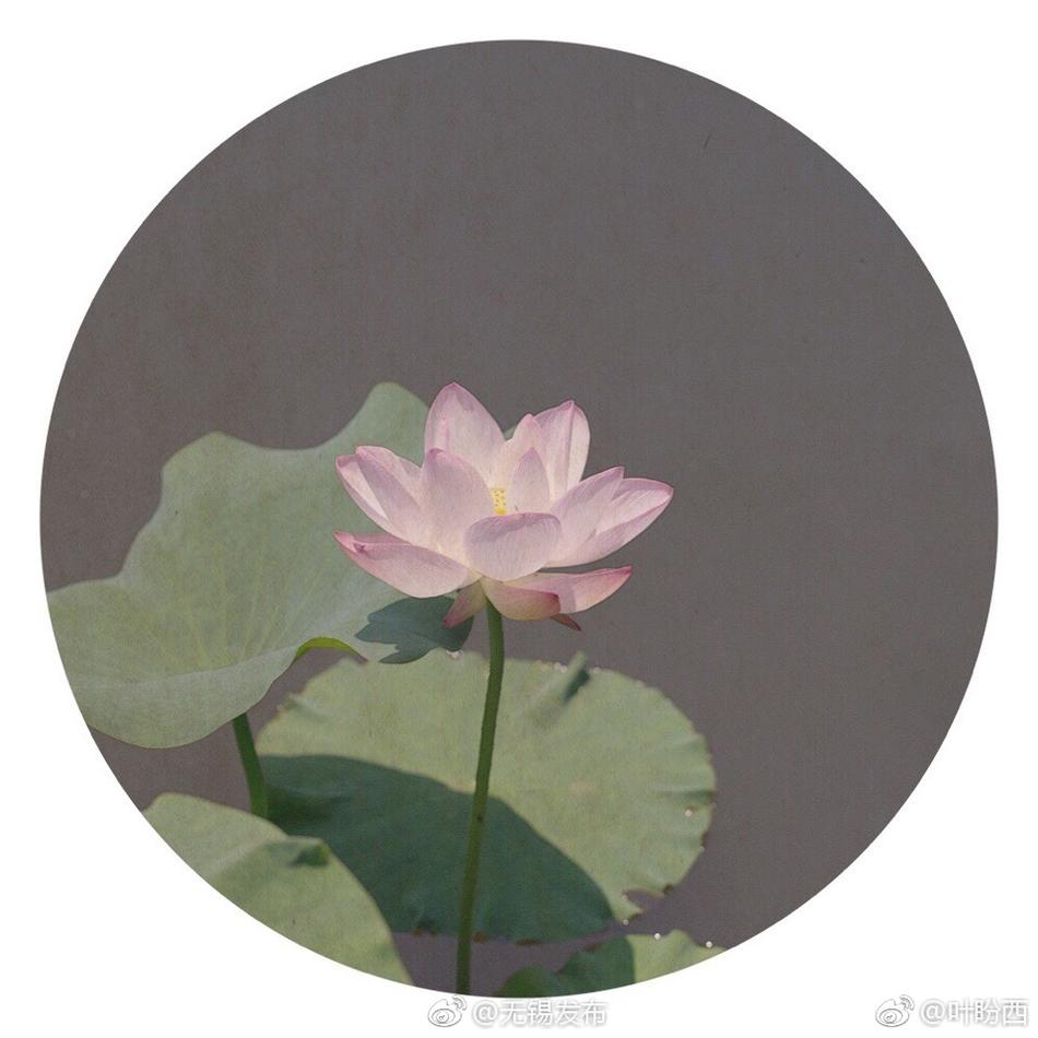 真人一级毛片