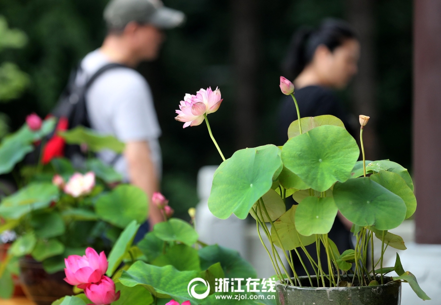 欧美成人社区