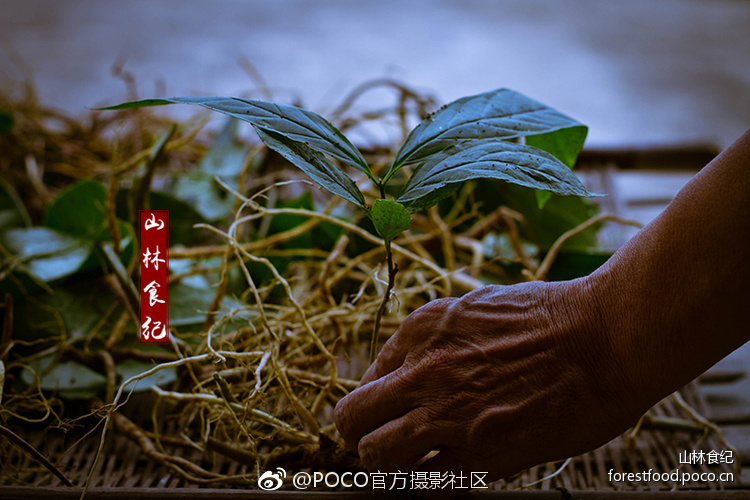 免费的一级片