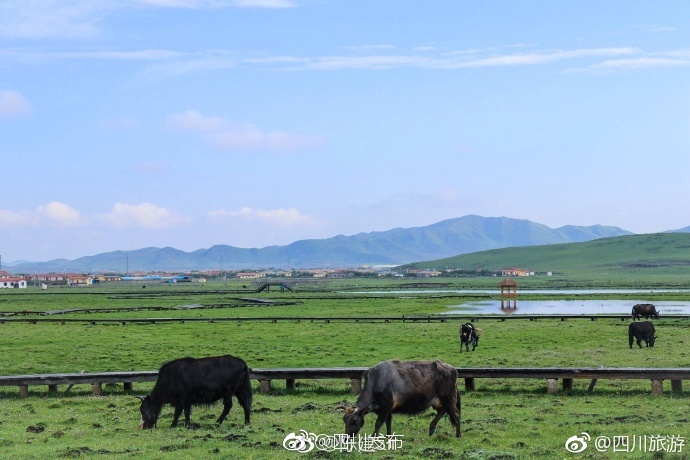 China中国寡妇Onhd