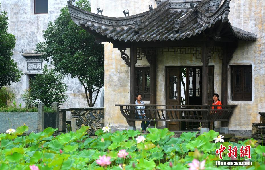 大菠萝福建导航