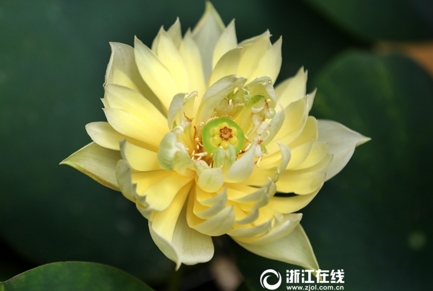 欧美H在线观看