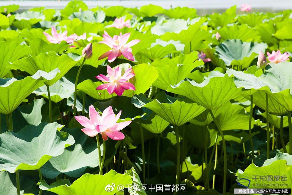 国产精品亚洲五月天丁香