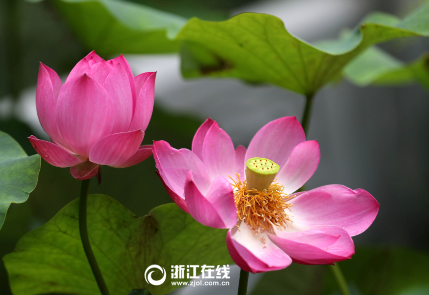 老人妇女拳交视频