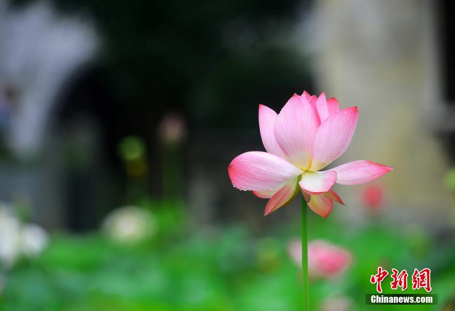 成人无码欧美一级A片狼牙直播