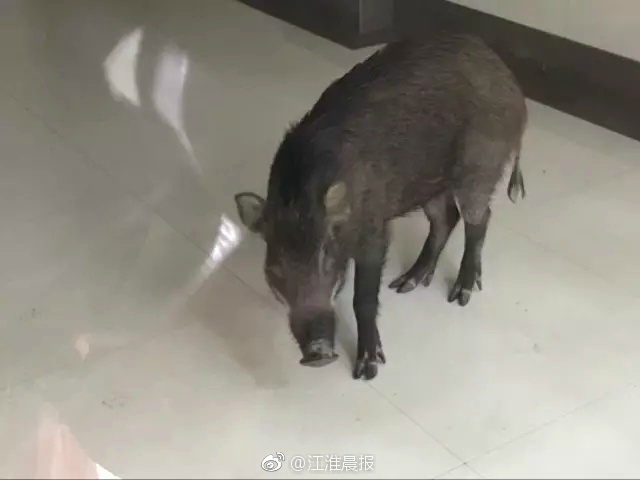 黄色a视频
