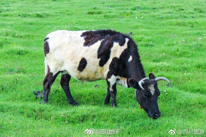 自拍偷拍色女