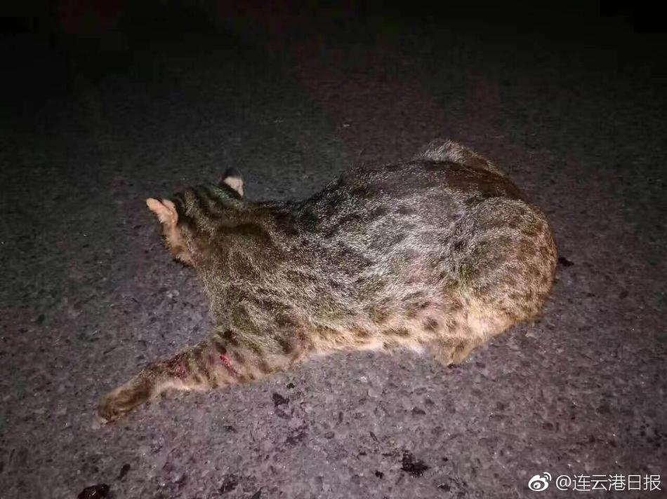 十枝梨菜