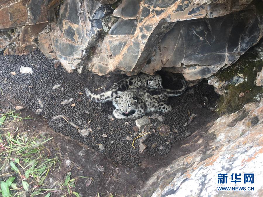 免费网站成人 视频两年半