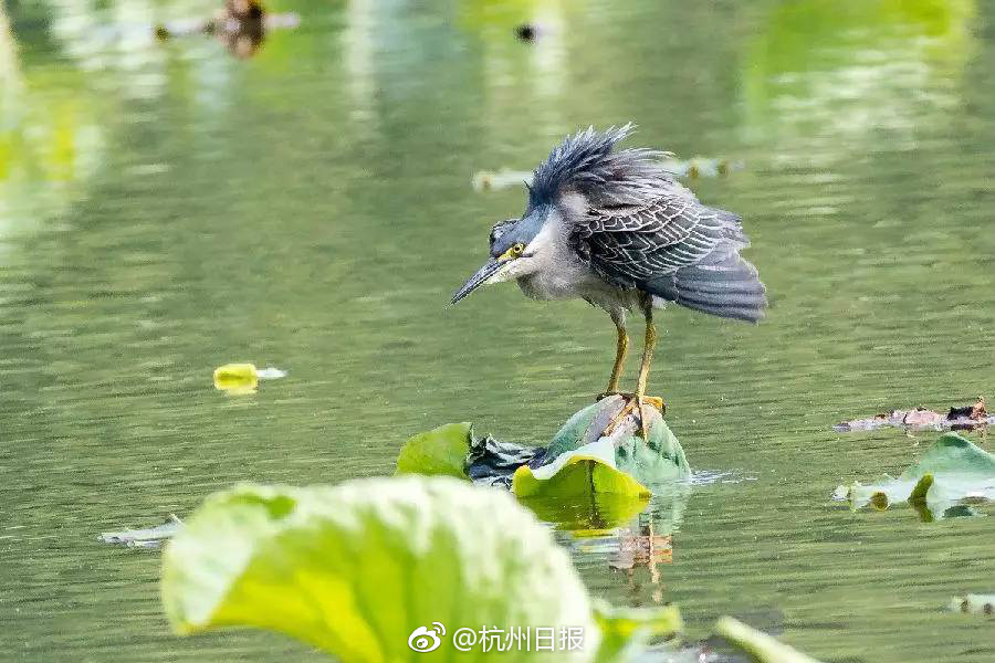 出包王女動漫