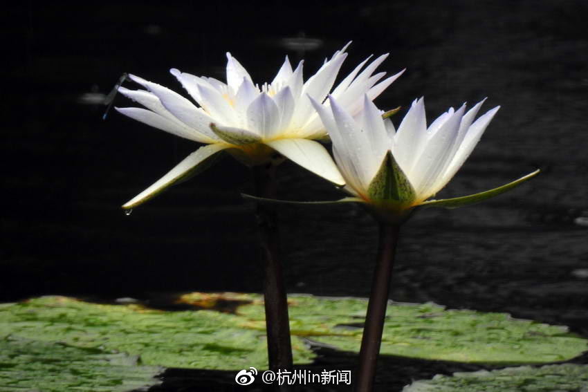 體育生最後兩根雞巴同時擼