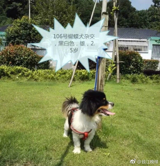 国内人妻中文字幕