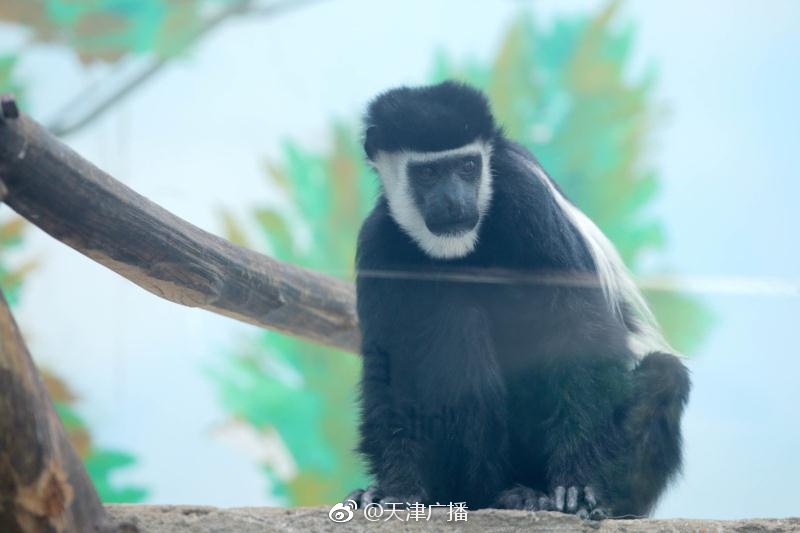 人妻无码Αv中文字幕久久